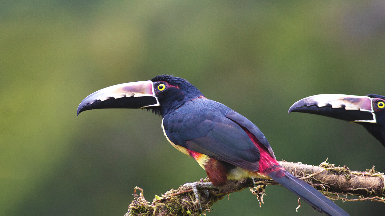 Collared Aracari